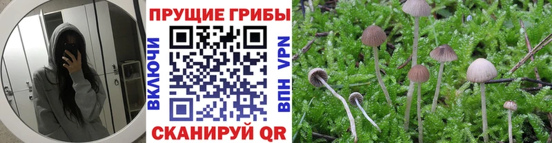 Галлюциногенные грибы прущие грибы  ОМГ ОМГ рабочий сайт  Малая Вишера  продажа наркотиков 
